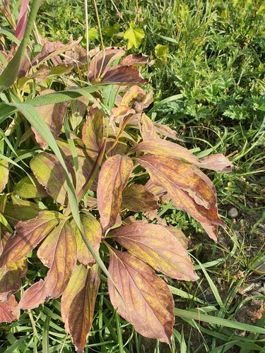 Paeonia lactiflora