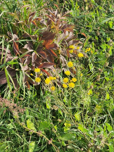 Crepis tectorum, photograph 3