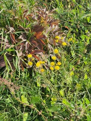 Crepis tectorum, photograph (c) Urgamal Magsar, some rights reserved (CC BY)