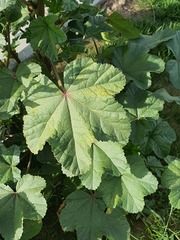 (c) Urgamal Magsar, some rights reserved (CC BY) Malva verticillata, photograph (c) Urgamal Magsar, some rights reserved (CC BY)