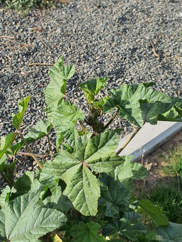 Malva verticillata, photograph 3