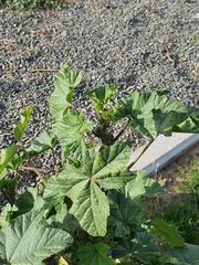 (c) Urgamal Magsar, some rights reserved (CC BY) Malva verticillata, photograph (c) Urgamal Magsar, some rights reserved (CC BY)