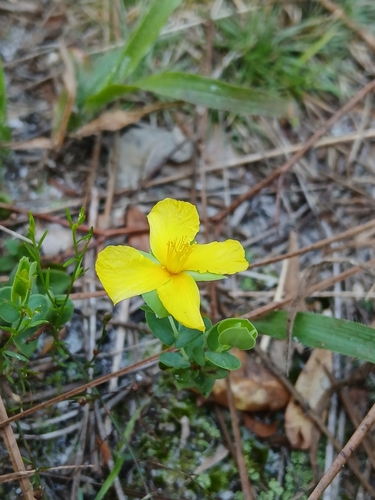 Hypericum tetrapetalum