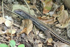 Ameiva atrigularis