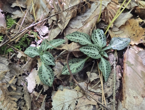 downy rattlesnake plantain