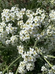 Crambe tataria