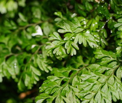 Hymenophyllum cupressiforme