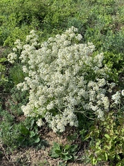Crambe tataria