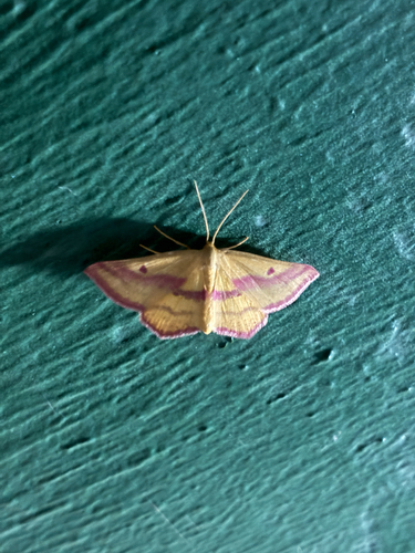 Chickweed Geometer Moth