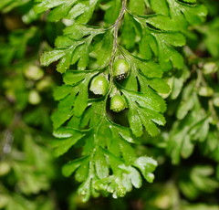 Hymenophyllum cupressiforme