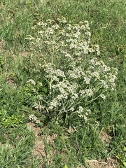 Crambe tataria