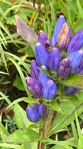 closed bottle gentian