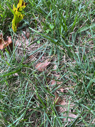 Wood Frog