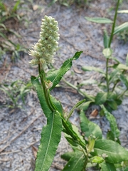 Pterocaulon pycnostachyum, photograph (c) xanderferret, some rights reserved (CC BY)