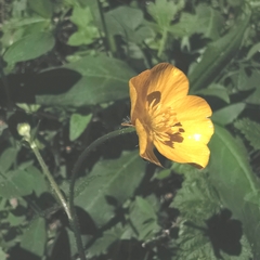 Ranunculus tuberosus
