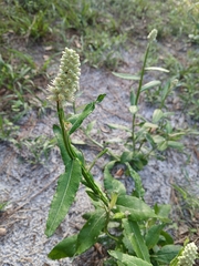 Pterocaulon pycnostachyum, photograph (c) xanderferret, some rights reserved (CC BY)