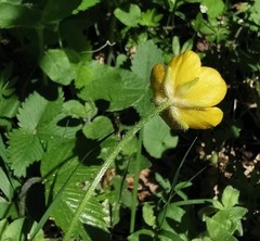 Ranunculus tuberosus