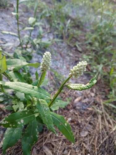 Pterocaulon pycnostachyum, photograph 4