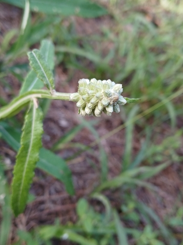 Pterocaulon pycnostachyum, photograph 5
