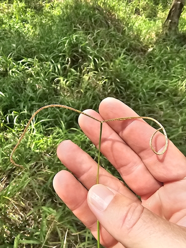Paspalum conjugatum observed 2026-09-16