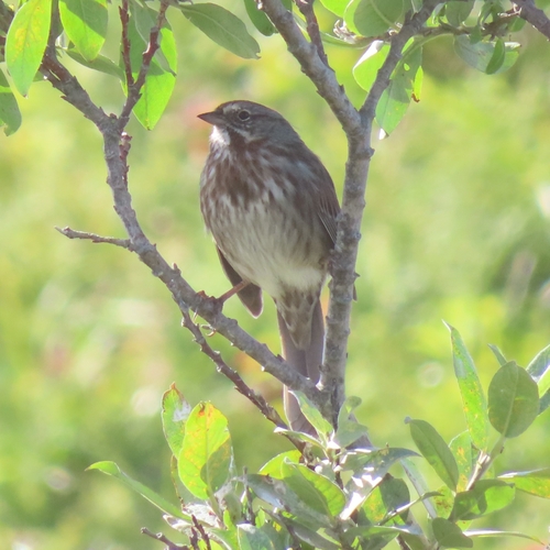 Song Sparrow