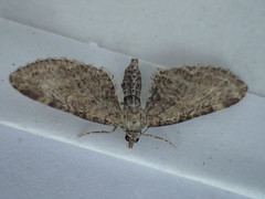 Eupithecia vulgata