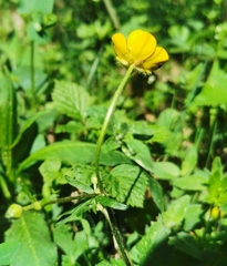Ranunculus tuberosus
