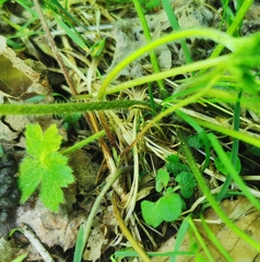 Ranunculus tuberosus
