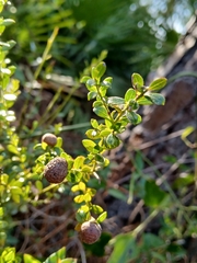 Vaccinium myrsinites