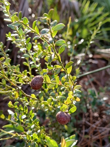 Vaccinium myrsinites, photograph 2