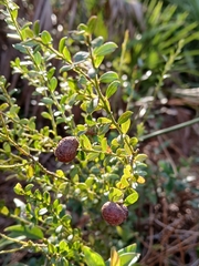 Vaccinium myrsinites, photograph (c) xanderferret, some rights reserved (CC BY)