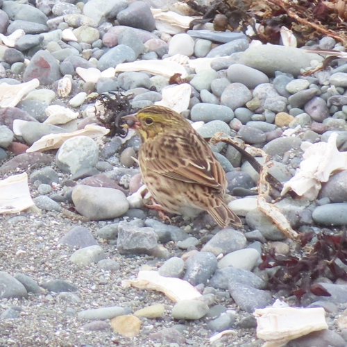 Savannah Sparrow