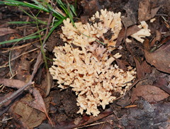 Ramaria watlingii