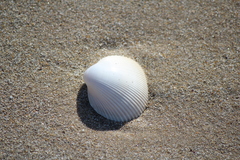 Thin-ribbed Cockle