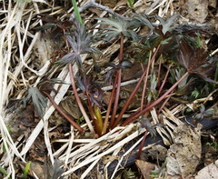 Aconitum fischeri