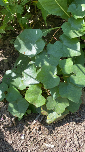asian moonseed