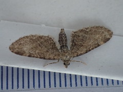 Eupithecia vulgata