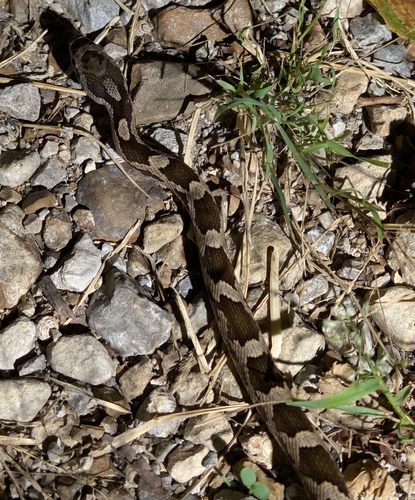 Western Ratsnake