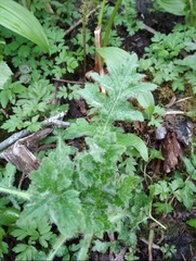 Cirsium kamtschaticum