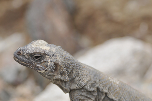 Black Chuckwalla