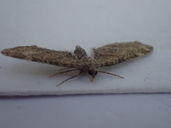 Eupithecia vulgata