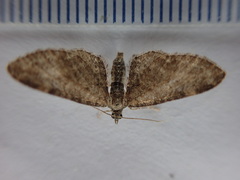 Eupithecia vulgata