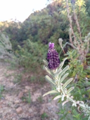 Lavandula stoechas image