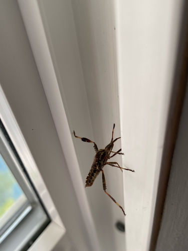 Western Conifer Seed Bug