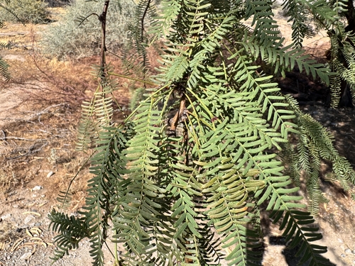 western honey mesquite