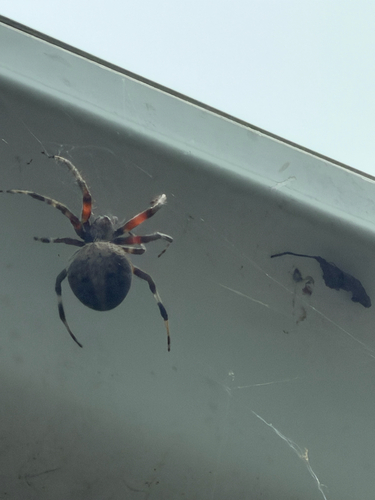 Spotted Orbweaver