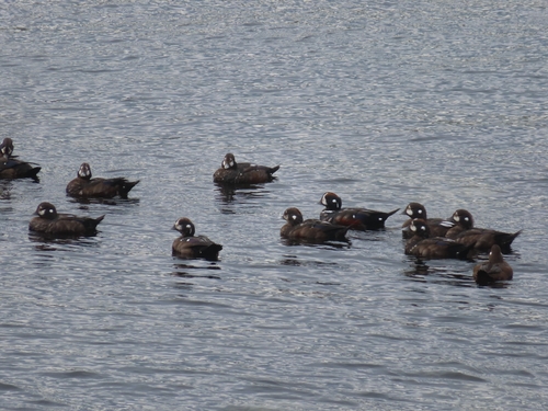 Harlequin Duck