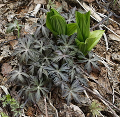 Aconitum fischeri