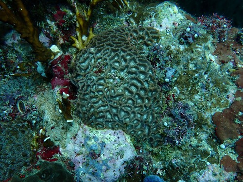 Oulophyllia observed 2026-09-14