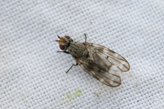 Otites guttata